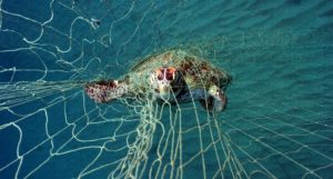 A turtle trapped in a fishing net