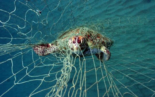 A turtle trapped in a fishing net