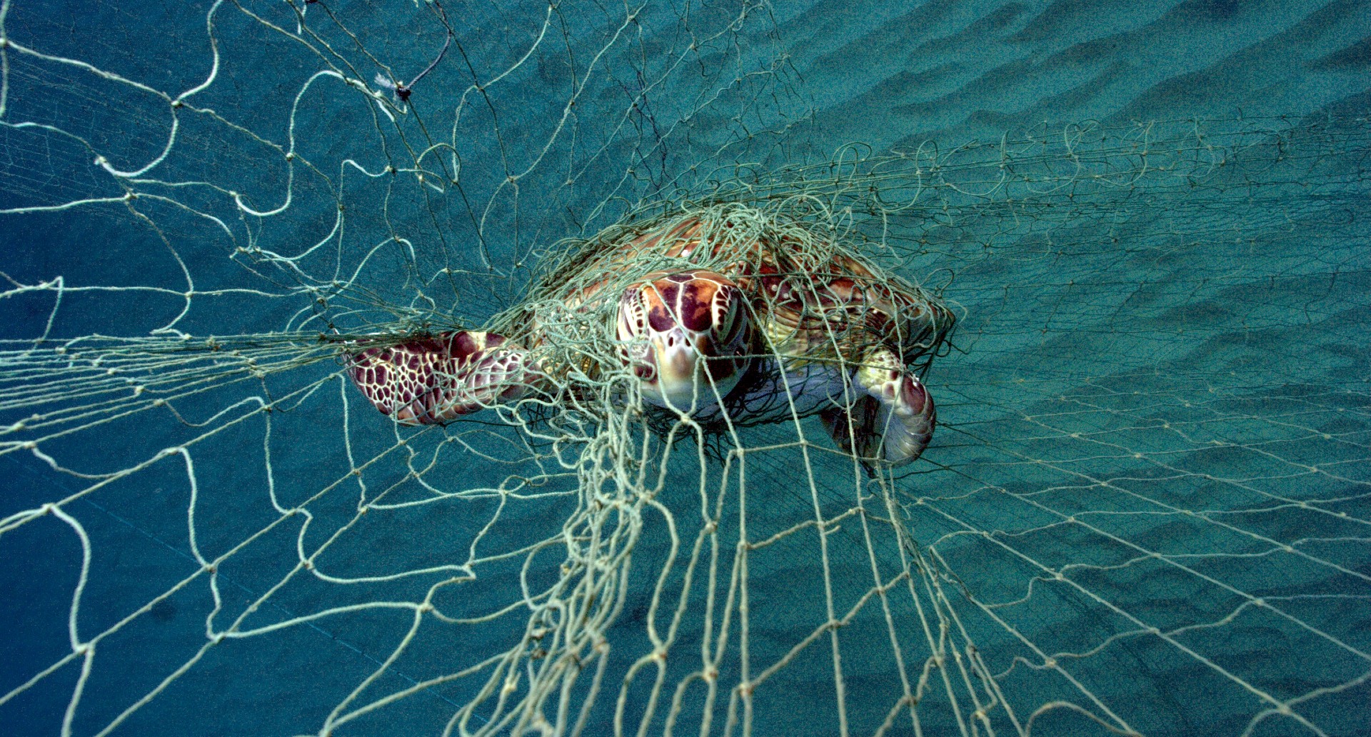 The installation of special LED lights in fishing nets, innovation brought  for the first time in Albania by the LIFE Medturtles project (see video)