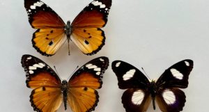 Three butterflies