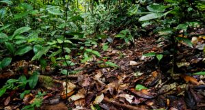 Small seedlings on a forest floor