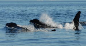 Menopause explains why some female whales live so long