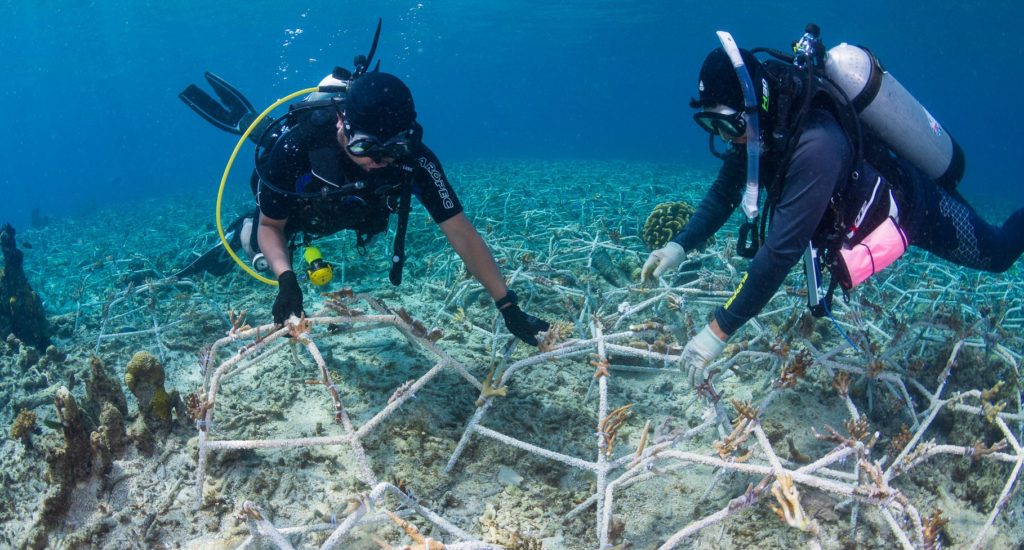 Reef Stars being installed on a seabed of degraded coral