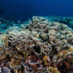 Global warming must peak below 2°C to limit tipping point risks