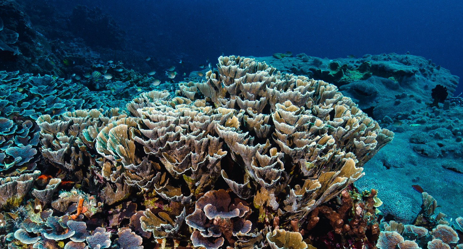 Mesophotic (deep-water) corals on the Great Barrier Reef.