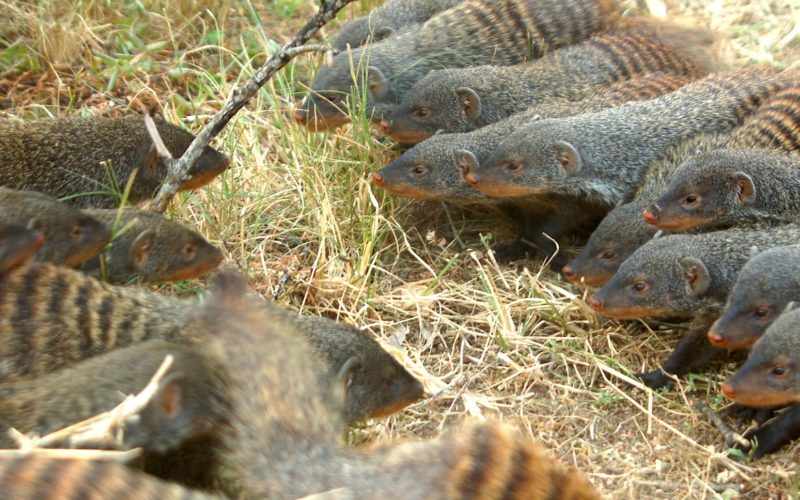 Two groups of mongooses facing each other