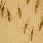 Gene drive mosquitoes designed to eliminate malaria – but governance is complex, new film shows