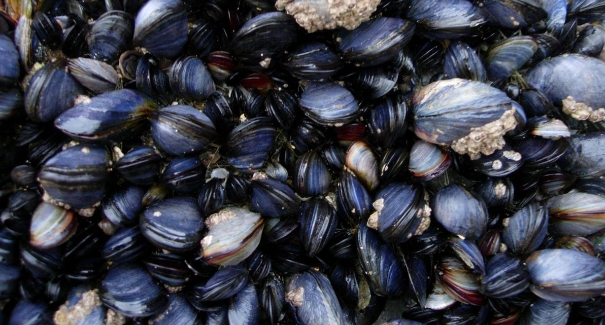 UK Shellfish, Seaweed Farms Could Boost Coastal Fish Habitats | Mirage News