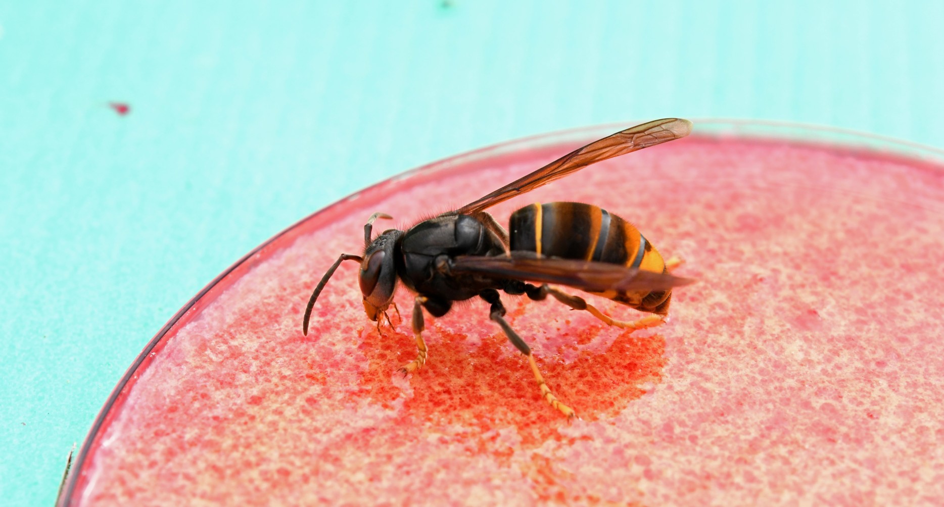 AI Aids in Spotting Invasive Asian Hornets | Mirage News