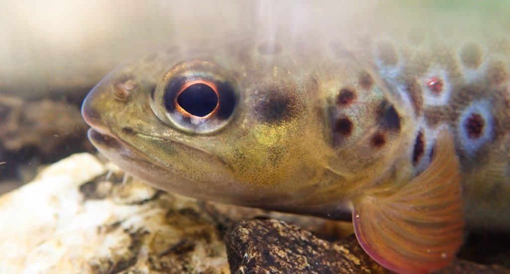 A brown trout