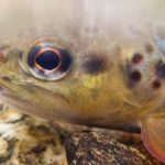 Trout in mine-polluted rivers are genetically ‘isolated’
