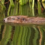 Research backs beavers in fight against flooding and droughts