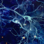 Research sheds light on how proteins linked to Alzheimer’s disease influence neuronal growth