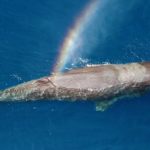 Young whale’s journey highlights threats facing ocean animals