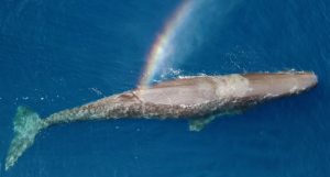 A large sperm whale seen from above, with spray over the whale creating a rainbow