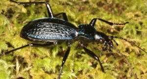 A large beetle