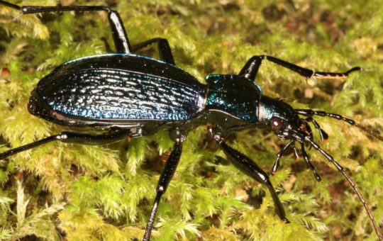 A large beetle