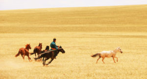 BlueHorseHerderWhiteHorseRunningAwayInnerMongolia-LudovicOrlando