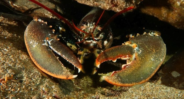 Dutch lobsters are a uniquely isolated population - News