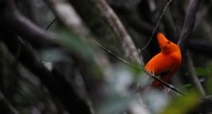 Guianan Cock-of-the-Rock_Amazonia_Alexander_Lees
