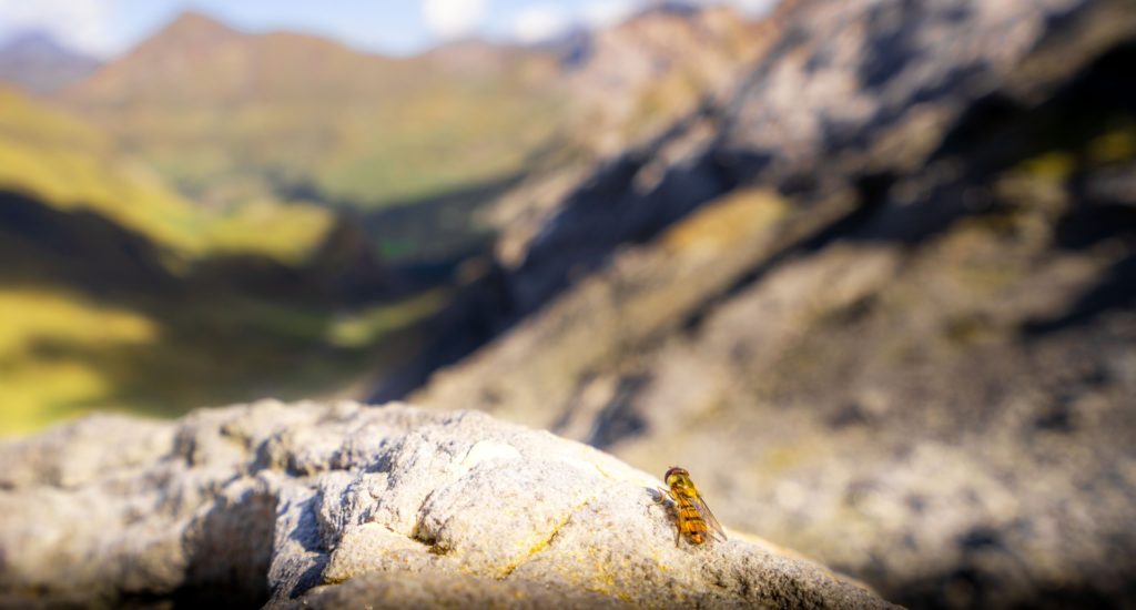 An insect on a rock, with a mountain range visible in the background