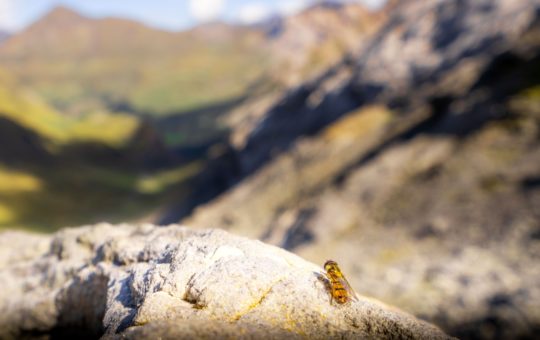 An insect on a rock, with a mountain range visible in the background