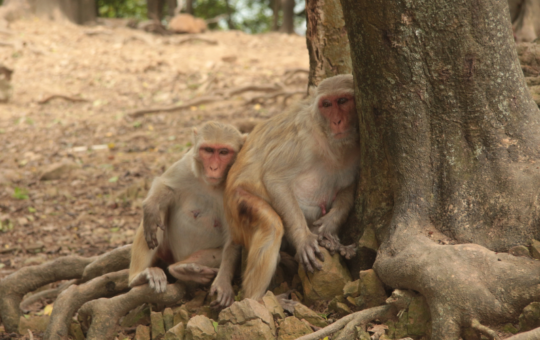 Two macaques lying against the trunk of a tree in the shade