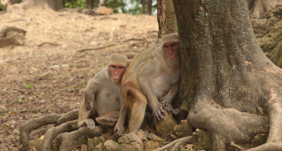 Two macaques lying against the trunk of a tree in the shade