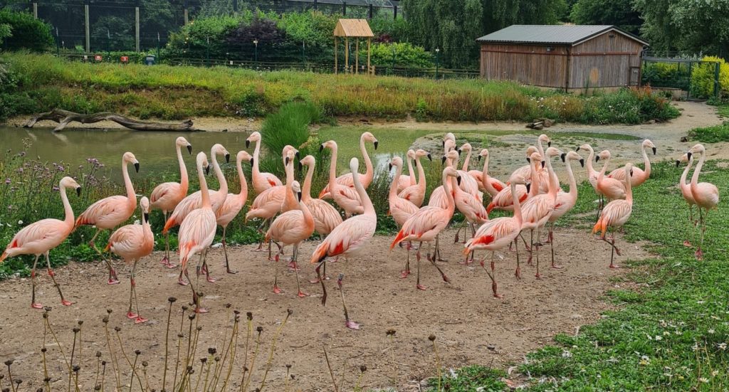 A large group of flamingos in a zoo enclosure