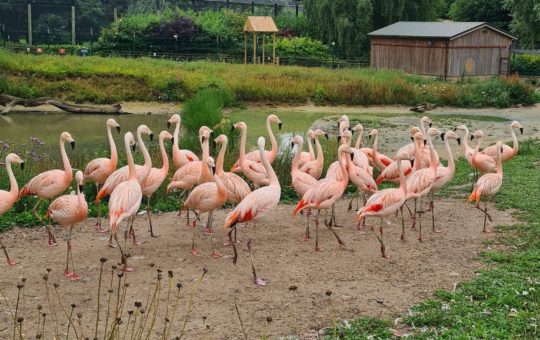 A large group of flamingos in a zoo enclosure