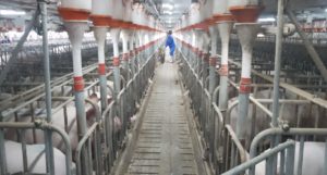An intensive pig farm, with pigs in small pens in a long row