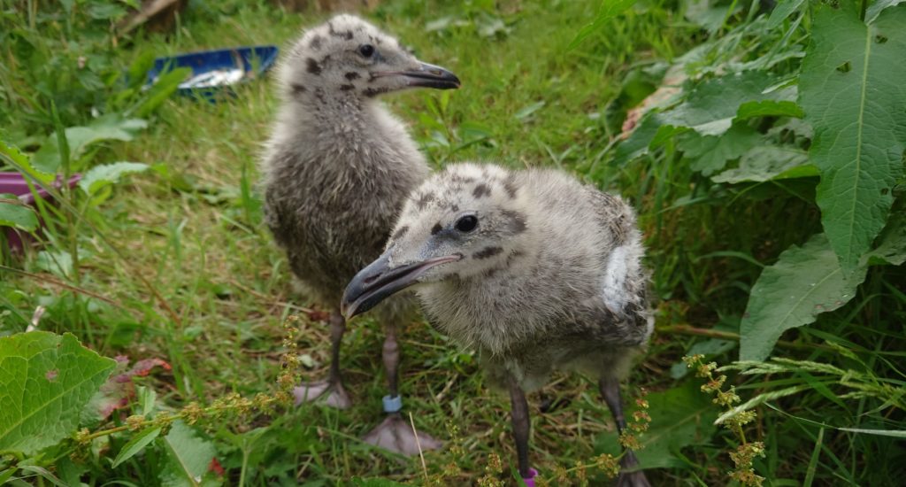 Two herring gull chicks