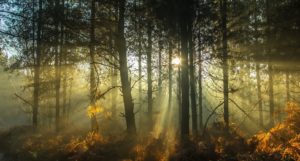 Beams of sunlight seen in a dense forest