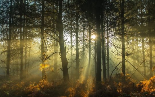 Beams of sunlight seen in a dense forest