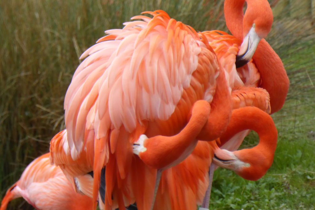 Flamingos preening their feathers