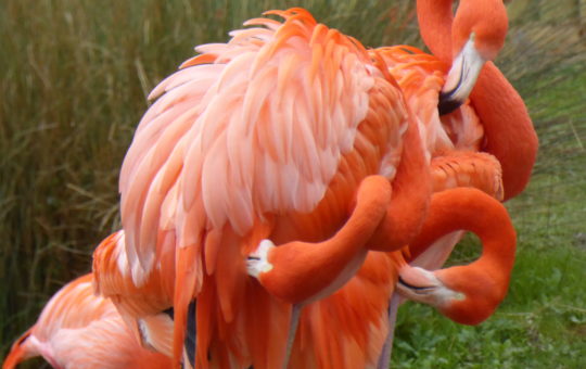 Flamingos preening their feathers