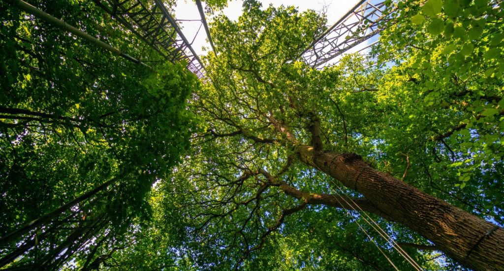 Trees and metal monitoring equipment pictured from the ground, looking up into the canopy