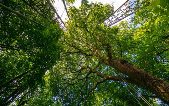 Trees and metal monitoring equipment pictured from the ground, looking up into the canopy