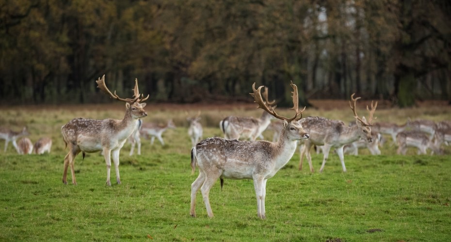 Community-led deer management could bring ‘cascade’ of benefits - News