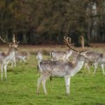 Archaeology project promoting sustainable use of wild fallow deer venison nominated for national award