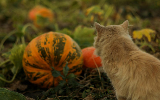 farm cat