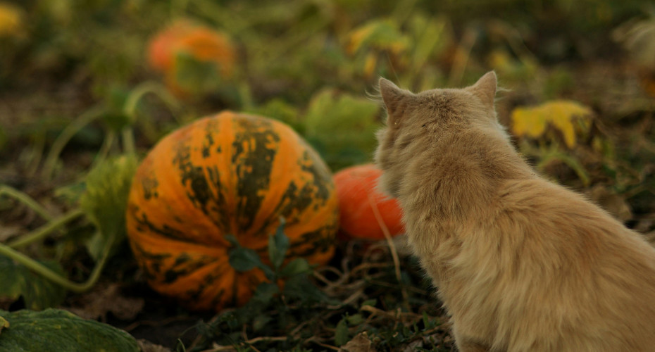 farm cat