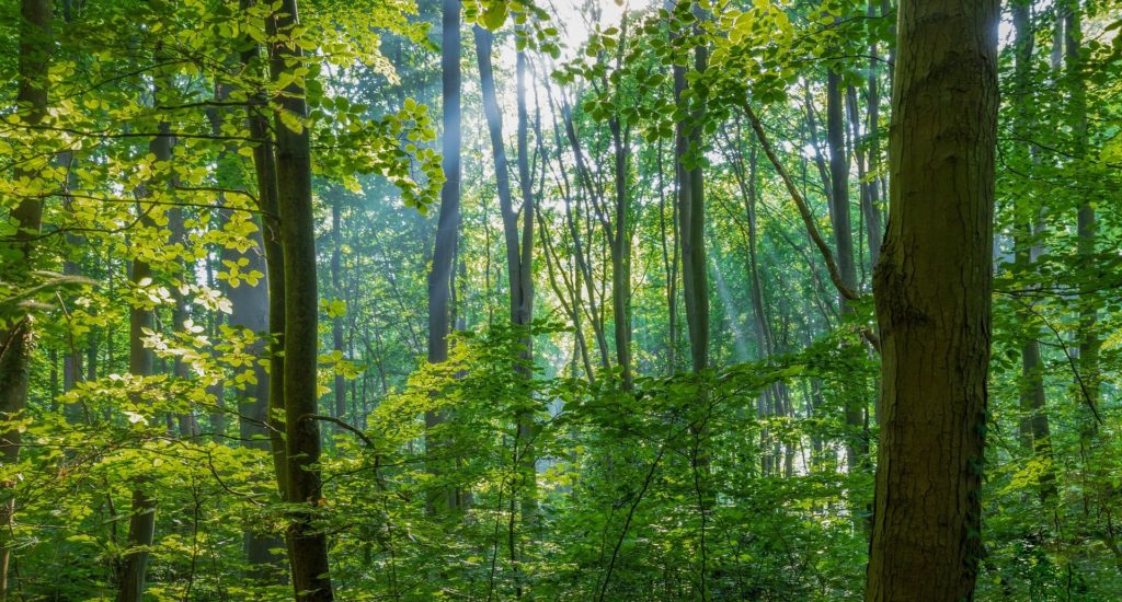 The sun shining through a forest canopy