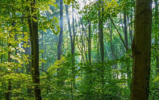 The sun shining through a forest canopy