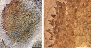 Close-up images of Shishania aculeata fossils