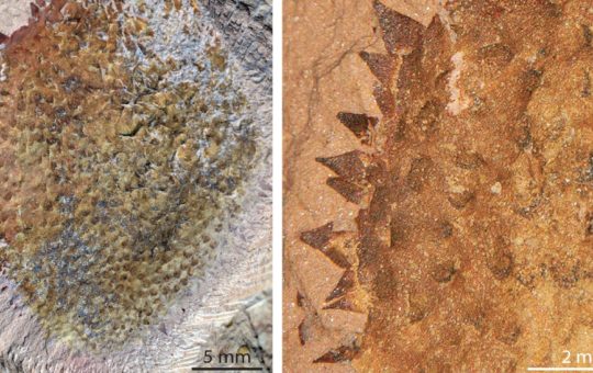 Close-up images of Shishania aculeata fossils