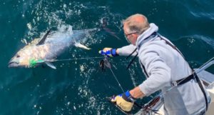 A large bluefin tuna on a line beside a boat, with a fisherman leaning out holding onto the line