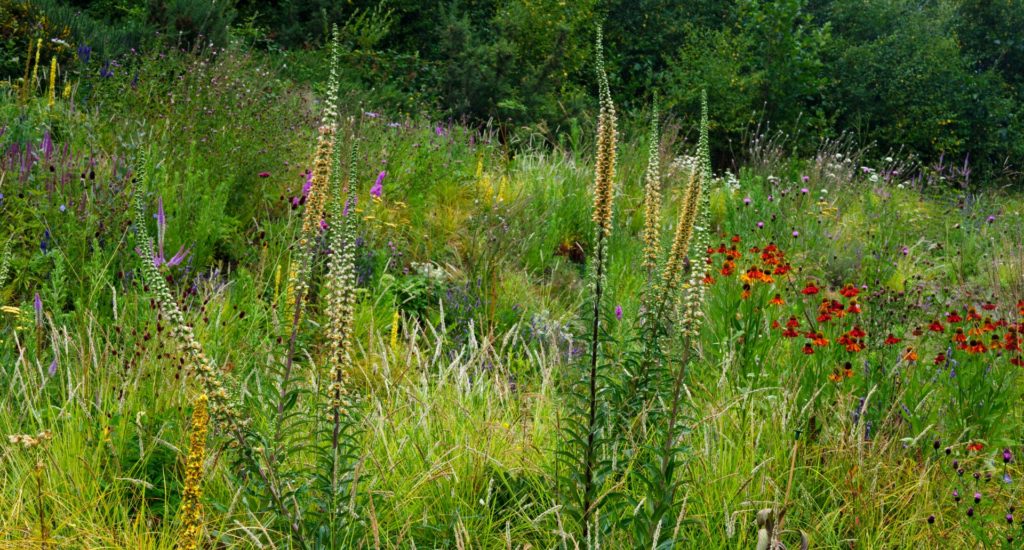 A sloped border containing many wildflowers