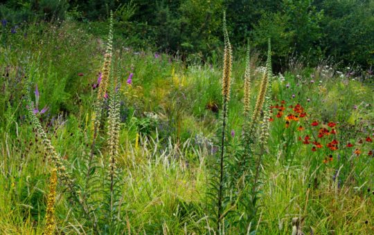 A sloped border containing many wildflowers