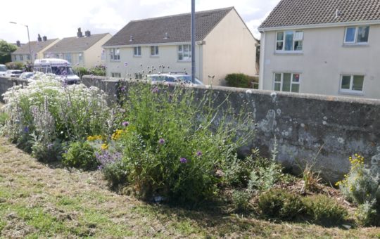 Flowering plants in a border beside a wall in a public park